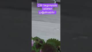 Begonya nasil çoğaltılır cute begonya kolyos çiçek çiçekbakimi çiçekbakımı plants conserve [upl. by Drusus]