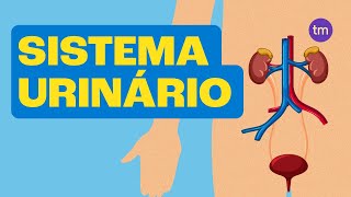 SISTEMA URINÁRIO e Suas Funções [upl. by Akemor]