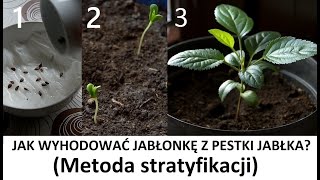 Jak wyhodować jabłonkę z pestki jabłka  Metoda Stratyfikacji ZŻ91 [upl. by Farmelo660]