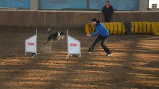 Agility Collie Cup 2015  Vigo [upl. by Kerr]