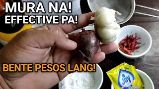 PINAKAMURANG EFFECTIVE HOMEMADE INSECTICIDE 20 PESOS LANG [upl. by Arihsak]