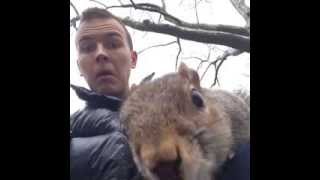 MODERN SQUIRREL Vine By Jerome Jarre [upl. by Ahsinid813]