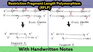 Restriction fragment Length Polymorphism  Difference between RFLP and AFLP [upl. by Showker]