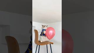 Party deco ideas you’ve never seemed before thatlittlepuff catsoftiktok hacks party [upl. by Nnaasil841]