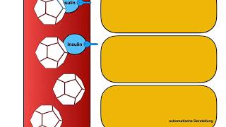 Diabetes Mellitus  Insulinwirkung EINFACH ERKLÄRT Clipdocsde [upl. by Lepper]