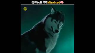 भेड़ियों का Mindset 🐺  Wolf Mindset  The Fact  shorts ytshorts [upl. by Nahshun]