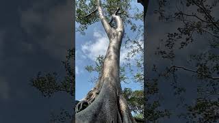 Amazing Root Tree grown on the building  nature temple ancient amaxingcambodia oldtree [upl. by Giza]