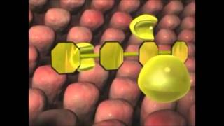 What are Enzymes  How Do They Work [upl. by Poole]