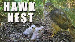 HAWK NEST Wild Bird Live Camera Highlights [upl. by Eila]