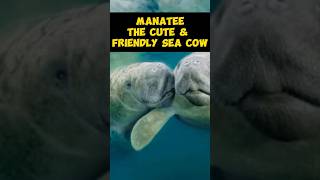 Manatee  The Cute amp Friendly Sea Cow shorts [upl. by Hanahs951]