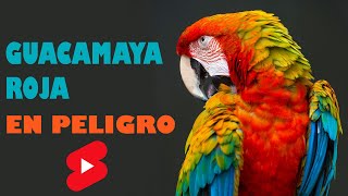 GUACAMAYA ROJA en peligro de extinción Shorts [upl. by Ojela]