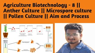 Ag Biotechnology  8  Anther Culture  Microspore culture  Pollen Culture  Aim and Process [upl. by Yrennalf]