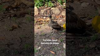 Backwards Knees curlew curlews australia australianbird australianbirds aussie birding birds [upl. by Llehsem]