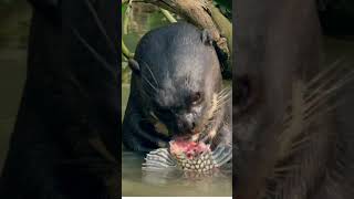 The Truth about Otters RAZORSHARP teeth  NUTCRACKER molars  facts [upl. by Paquito]