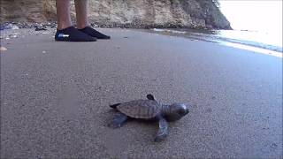 Turtle hatchling on Chacachacare island Trinidad and Tobago [upl. by Avalsorim]