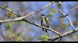 Yellowrumped warbler [upl. by Marja]