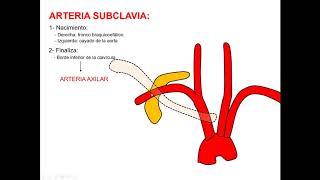 Relaciones de la arteria subclavia [upl. by Jansen]