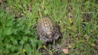 Griechische Landschildkröte Testudo hermanni auf Sardinien im natürlichen Lebensraum [upl. by Jenkins795]