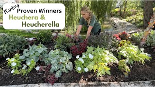 Planting Proven Winner Heuchera amp Heucherella [upl. by Hendricks]