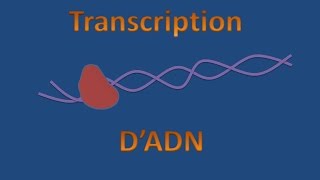 Transcription dADN [upl. by Arraic19]