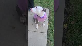 Video of adoptable pet named Trudance [upl. by Maurita]