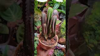 Кактус Цереус 🌵 cactus cereus succulent plants urbanjungle garden flowers [upl. by Tome539]