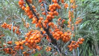 L Argousier Hippophae rhamnoides [upl. by Hurleigh]