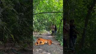 Tiger Sitting on the Road 23 vfx videos shorts viralvfx cheetah tiger [upl. by Adneram]