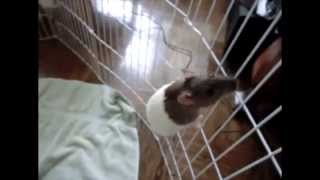 Rats Climbing Slow Motion Animation Reference [upl. by Joelie355]