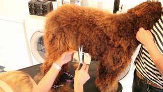 Royal Diamond Labradoodles The Body Hand Scissor Cutmov [upl. by Steck]