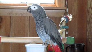 Poppy the African Greys best talking video [upl. by Arahd]