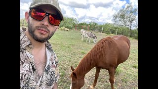 Tagging amp Herding Cattle at my Uncles Ranch [upl. by Dominique688]