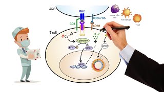 Pharmacology  IMMUNOSUPPRESSANTS MADE EASY [upl. by Alden]