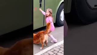 doglover dogsofinstagram sorts viralvideo [upl. by Oetam]