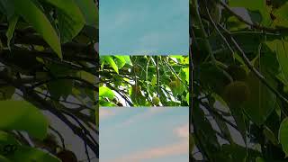 Copper Smith Barbet nature ytshorts shortsfeed birds music [upl. by Admama231]