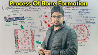 Steps of Bone Development Intramembranous Ossification Part 1 [upl. by Avictor]