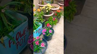 Winter flowers full blooming 💐🤗beauty of nature gardenflowers youtubeshorts viralvideo [upl. by Latsyrd843]