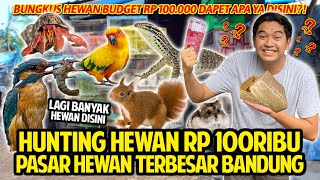 HUNTING HEWAN RP 100000 DI PASAR HEWAN SUKAHAJI TERBESAR BANDUNG KIRAKIRA DAPET HEWAN APA YA [upl. by Walrath]