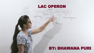 Lac operon II biology class 12 II biology for neet II biology by bhawna puri II neet II aiims [upl. by Roer]