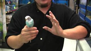 How to Breed a Pet Parakeet [upl. by Cohdwell]