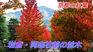 【京都の紅葉】京都・岩倉 同志社前の並木ほか（2024年11月6日 京都市左京区）Autumn leaves along the treelined street in Iwakura Kyoto [upl. by Dorrehs]