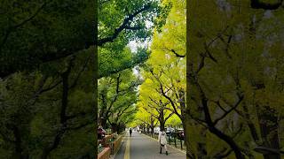 Meiji jingu outer garden 🍁🥰 japantokyomeijijinguatumntraveljapan japneseshortsshortvideo [upl. by Ailehc]