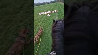 Rocky am Pferd  absoluter Spaß für alle 😀 hund pferde reiten reitbegleithund [upl. by Arob806]