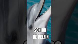 Sonidos de los Delfines El Lenguaje Secreto del Océanoquot [upl. by Rodl]