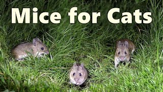 Mice Video and Sounds for Cats  Mouse Noises at Night Only Cats Hear 🐭 8 HOURS 🐭 [upl. by Naujed704]