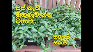 පස් නැති මුකුණුවැන්න වගාව  නිර්පාංශු වගාව  Hydroponic Mukunuwenna [upl. by Laersi]