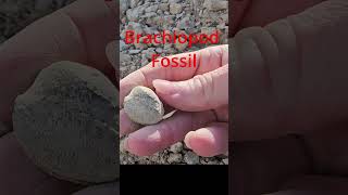 Brachiopod Fossil [upl. by Ylrevaw]