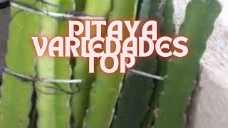 PITAYA VARIEDADES TOP plantas [upl. by Asim19]