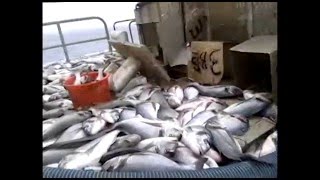 Fish discards occupied Western Sahara 2016 [upl. by Armin]