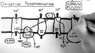 Cellular Respiration 5  Oxidative Phosphorylation [upl. by Sello721]